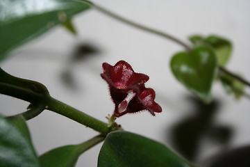 Image showing Small plant flowers