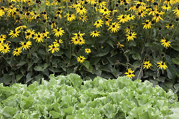 Image showing Cabbage and Dahlias