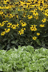 Image showing Cabbage and Dahlias