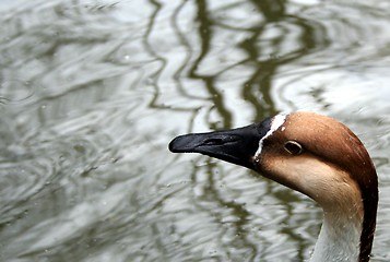 Image showing Duck Head