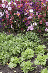 Image showing Lettuce and Dahlias