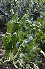 Image showing Chard