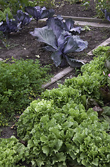 Image showing Lettuce and red cabbage