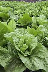 Image showing Lettuce and red cabbage