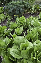 Image showing Lettuce and kale