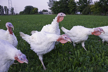 Image showing White Turkeys