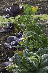 Image showing Cabbage and Dahlias