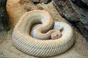 Image showing Coiled Snake