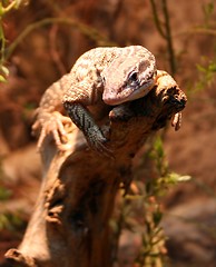 Image showing Lizard