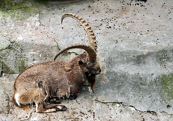 Image showing Ibex