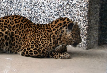 Image showing Panther