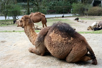 Image showing Lying Camel