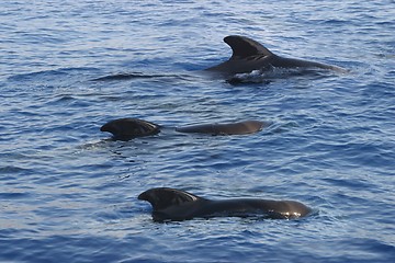 Image showing dolphins in ocean