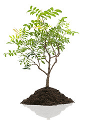 Image showing bonsai