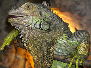 Image showing Iguana