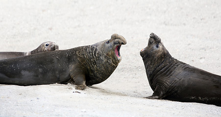 Image showing Elephant seals