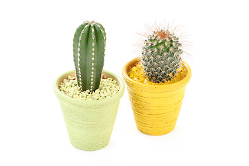 Image showing cactus