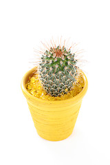 Image showing cactus