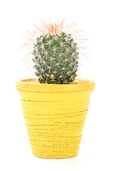 Image showing cactus