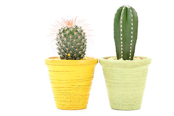 Image showing cactus