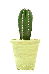 Image showing cactus