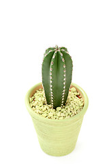 Image showing cactus