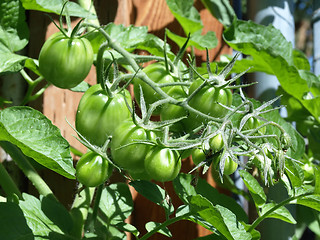 Image showing Young Garden Tomatoes