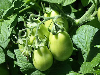 Image showing Green Tomatoes