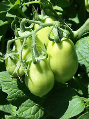 Image showing Growing Tomatoes on the Vine