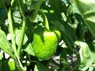 Image showing Young Pepper on the Vine