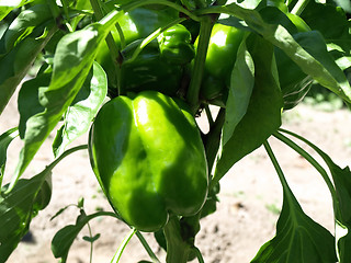 Image showing Young Pepper on Vine