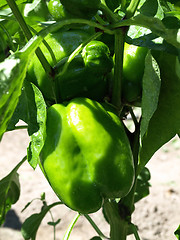 Image showing Growing Young Pepper