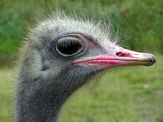 Image showing Ostrich