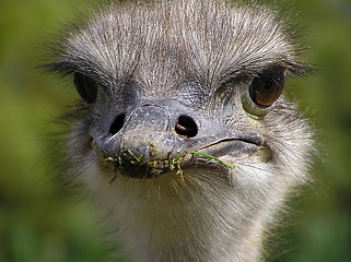 Image showing Ostrich