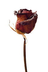 Image showing Dried Weathered Rose