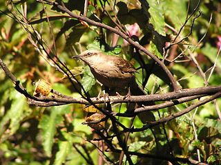 Image showing Chalk-browed Mockingbird