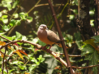 Image showing Eared Dove