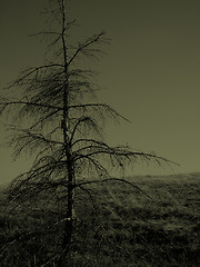 Image showing dying tree