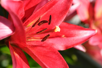 Image showing red lily