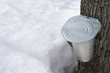 Image showing Collecting maple sap in spring