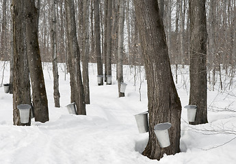 Image showing Traditional maple syrup production