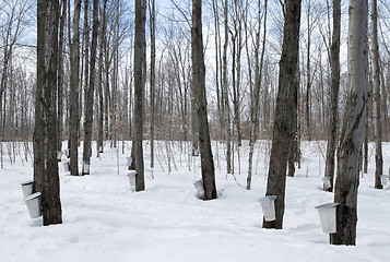 Image showing Maple syrup season in Canada