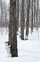 Image showing Collecting sap for maple syrup production