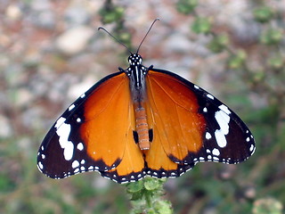 Image showing Giant butterfly