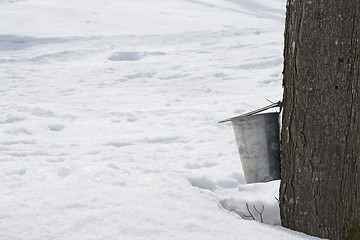 Image showing Pail for collecting maple sap attached to a tree