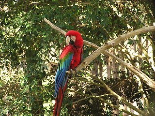 Image showing Red-and-green Macaw