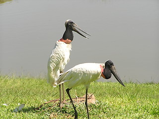 Image showing Jabiru Stork