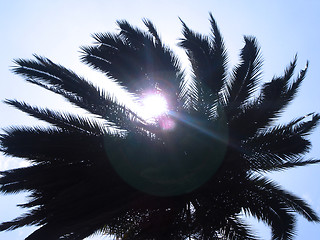 Image showing palm tree