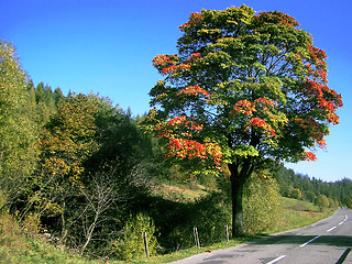 Image showing Green or Red?