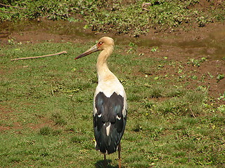 Image showing Maguari Stork